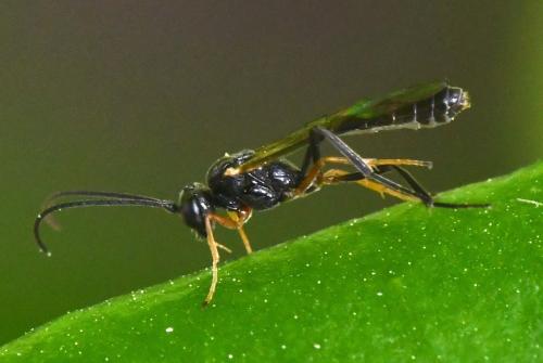 Réf. 278 910 : Phygadeuontinae inconnu